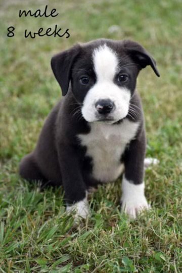 Charlie Image