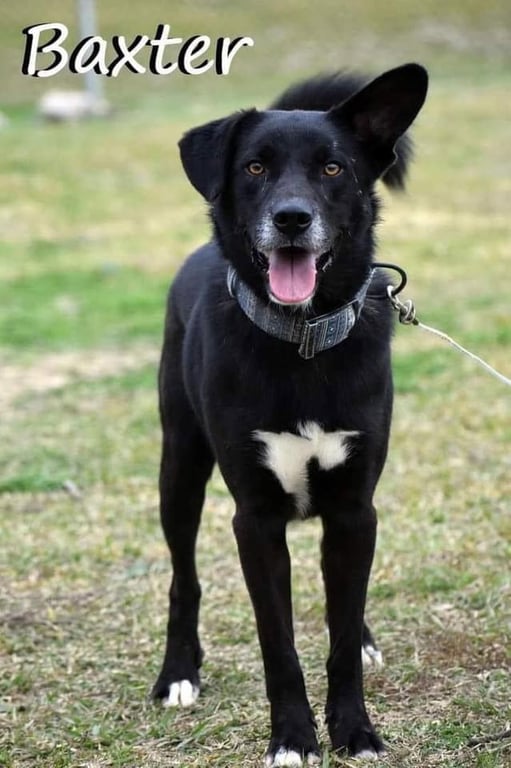 Baxter Image