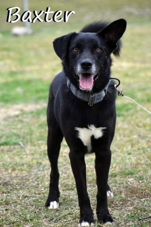 BAXTER - Australian Kelpie available for adoption