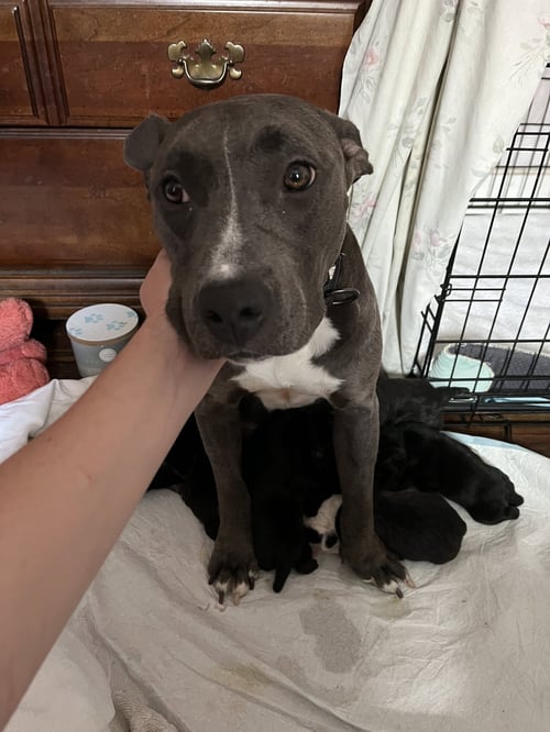 MISS HONEY - American Pit Bull Terrier available for adoption