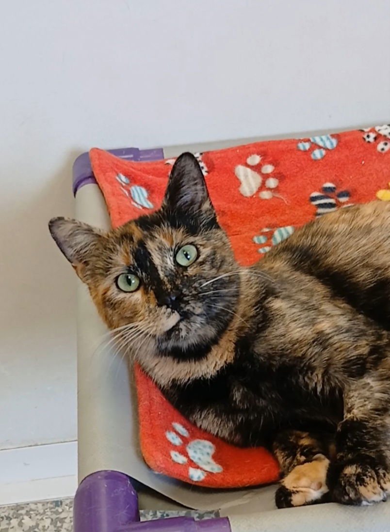 MAYA - Tortoiseshell / Domestic Short Hair available for adoption
