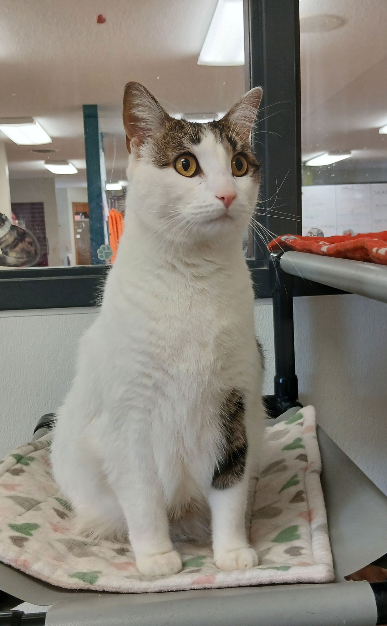 NIEL - Tabby / Domestic Short Hair available for adoption