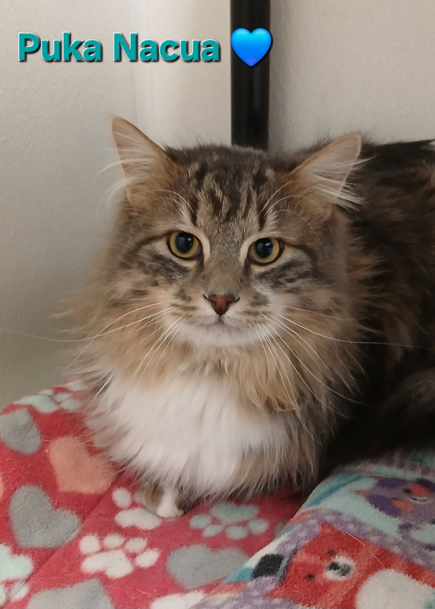 PUKA NACUA - Tabby / Domestic Long Hair available for adoption