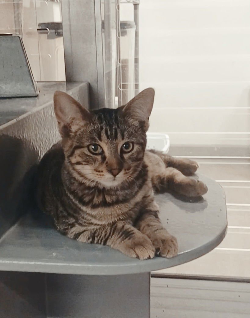 EMMIE - Tabby / Domestic Long Hair available for adoption