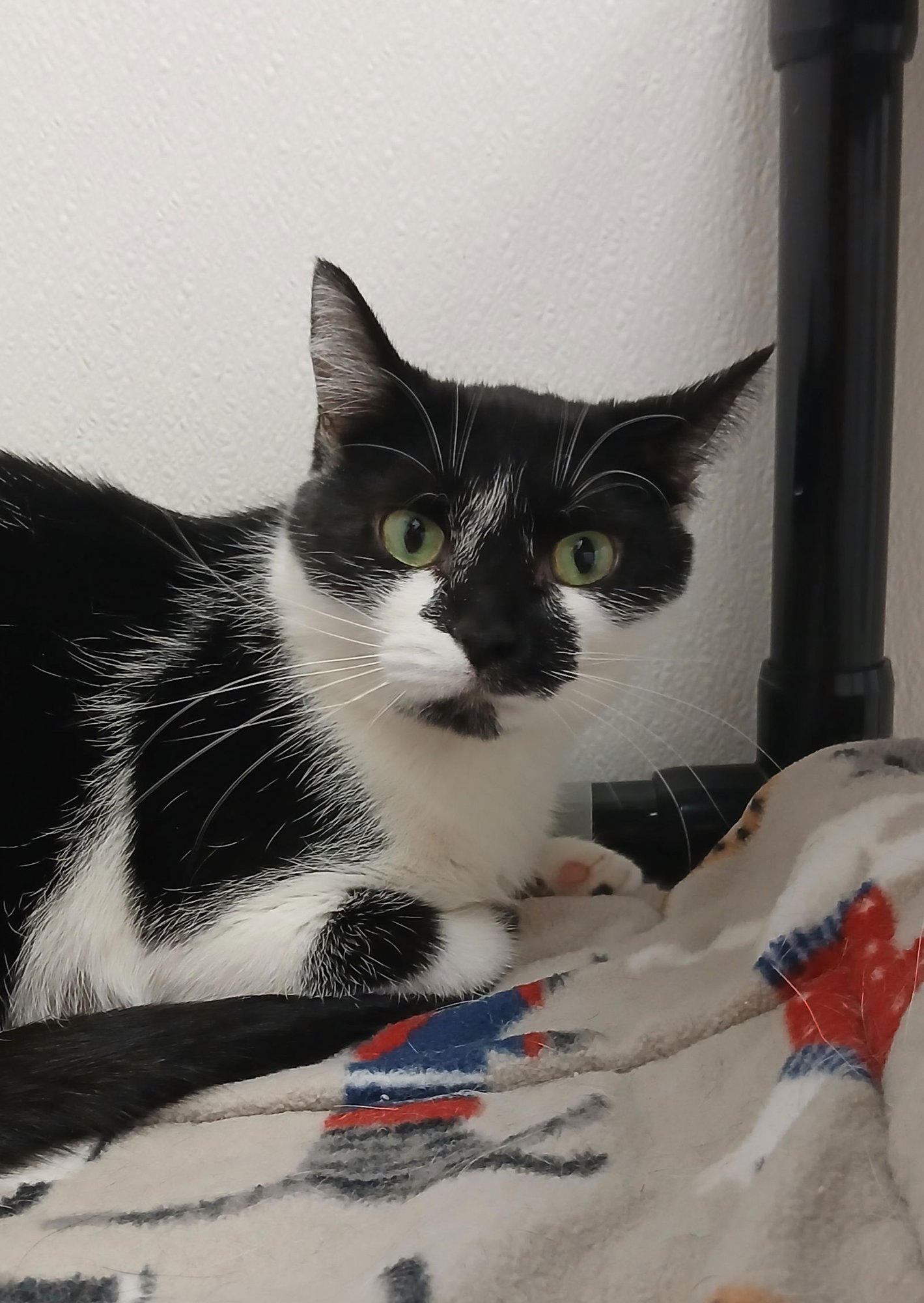 GRACIE - Domestic Short Hair available for adoption