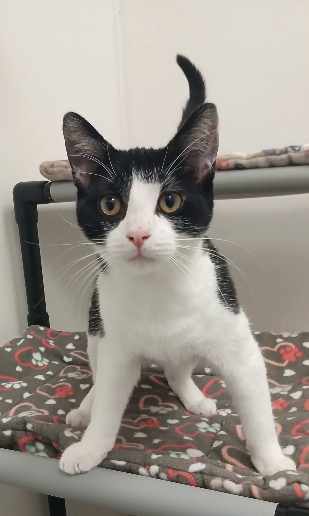 CAPTAIN SUSHI - Domestic Short Hair available for adoption