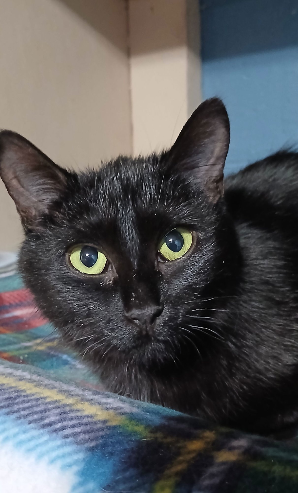 DRACARYS - Domestic Short Hair available for adoption
