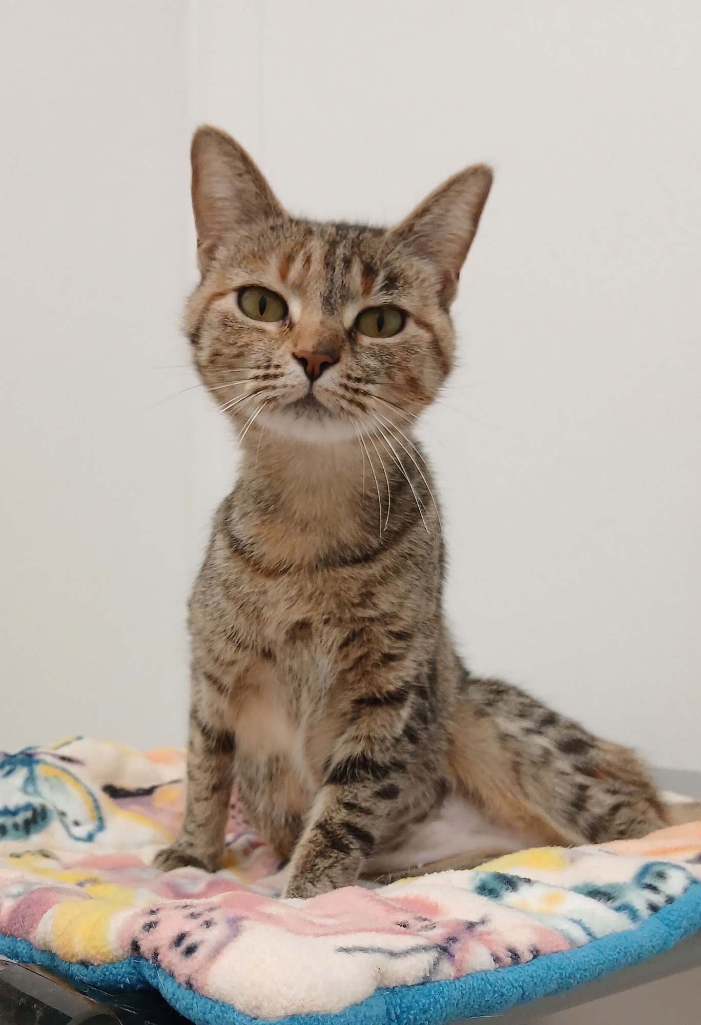 SHEEBA - Torbie / Domestic Short Hair available for adoption