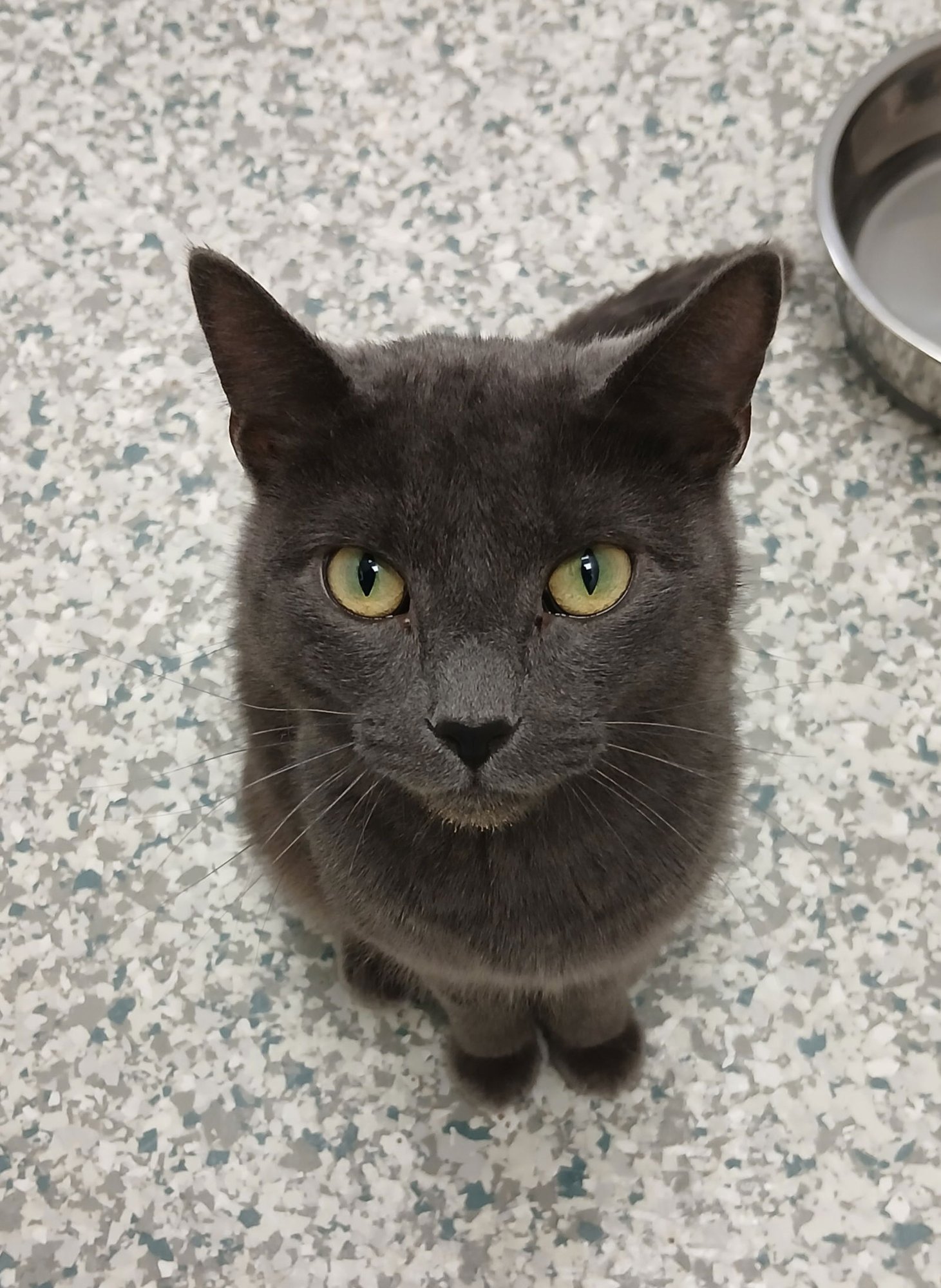 RAINE - Domestic Short Hair available for adoption