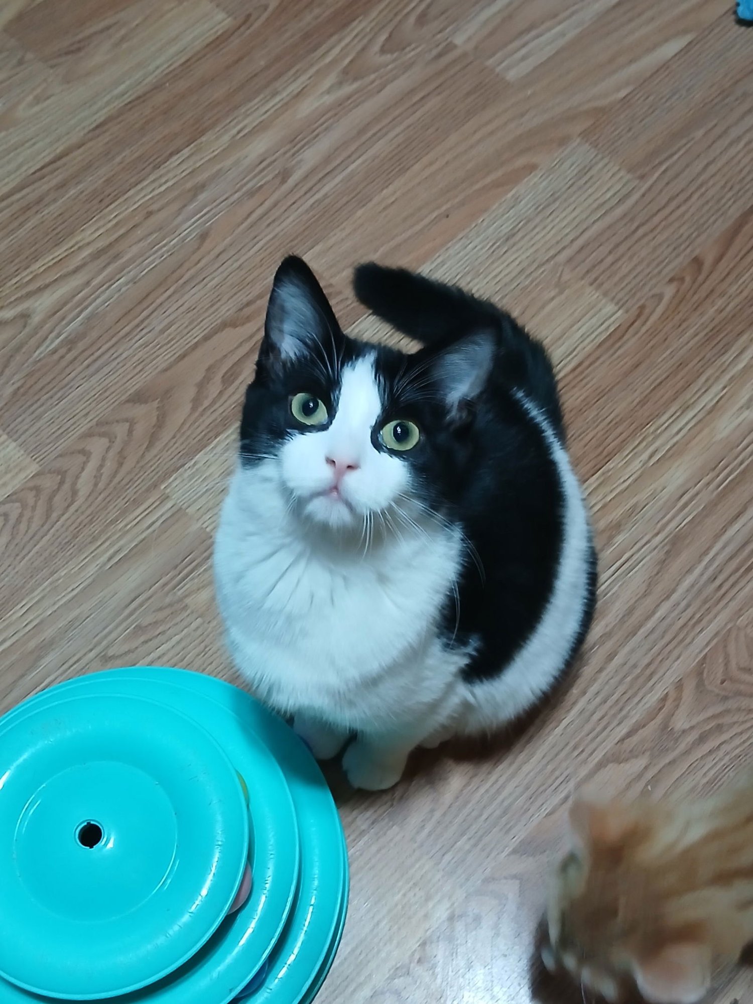 LILITH - Domestic Short Hair available for adoption