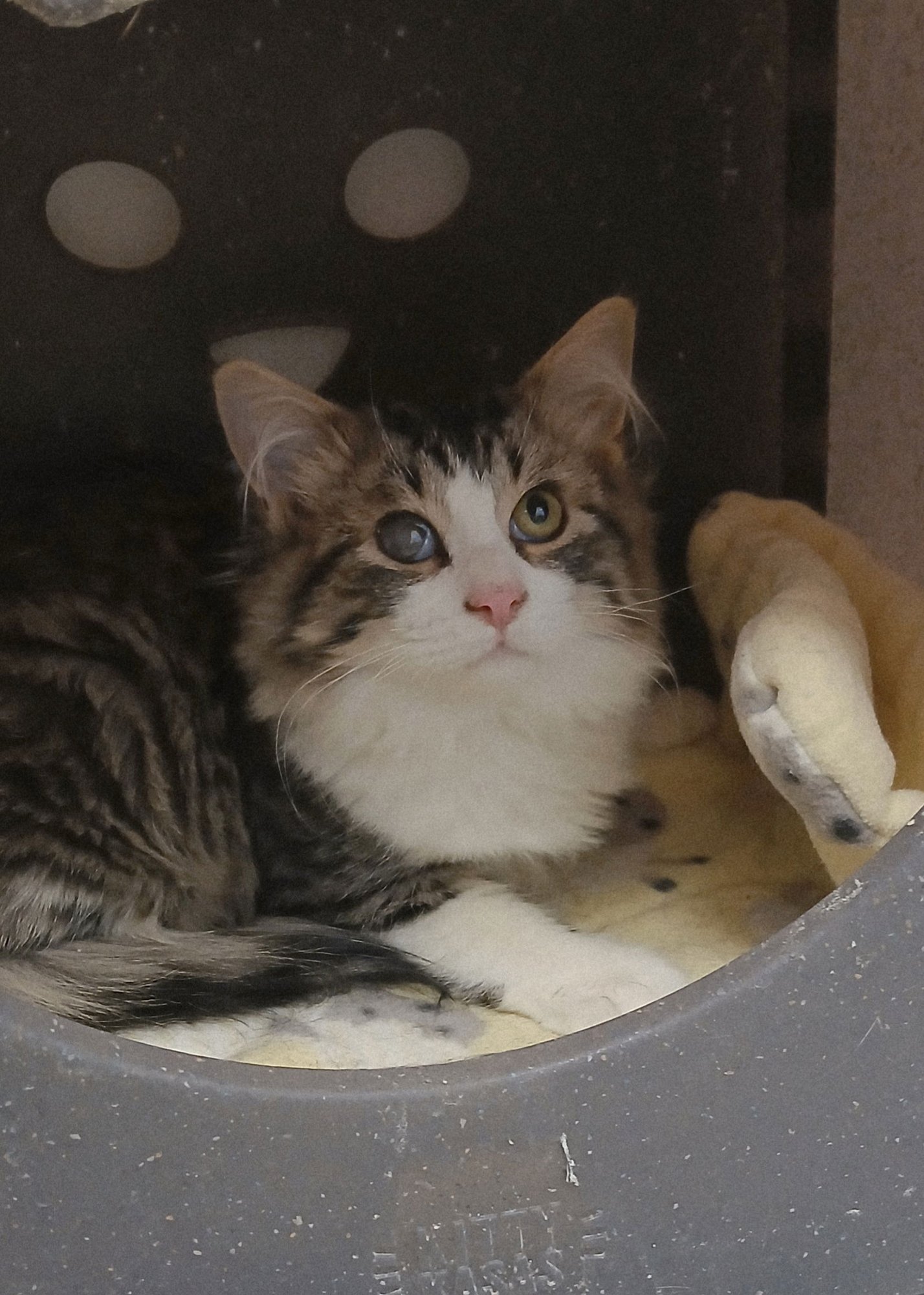 MOSELEY - Tabby / Domestic Long Hair available for adoption