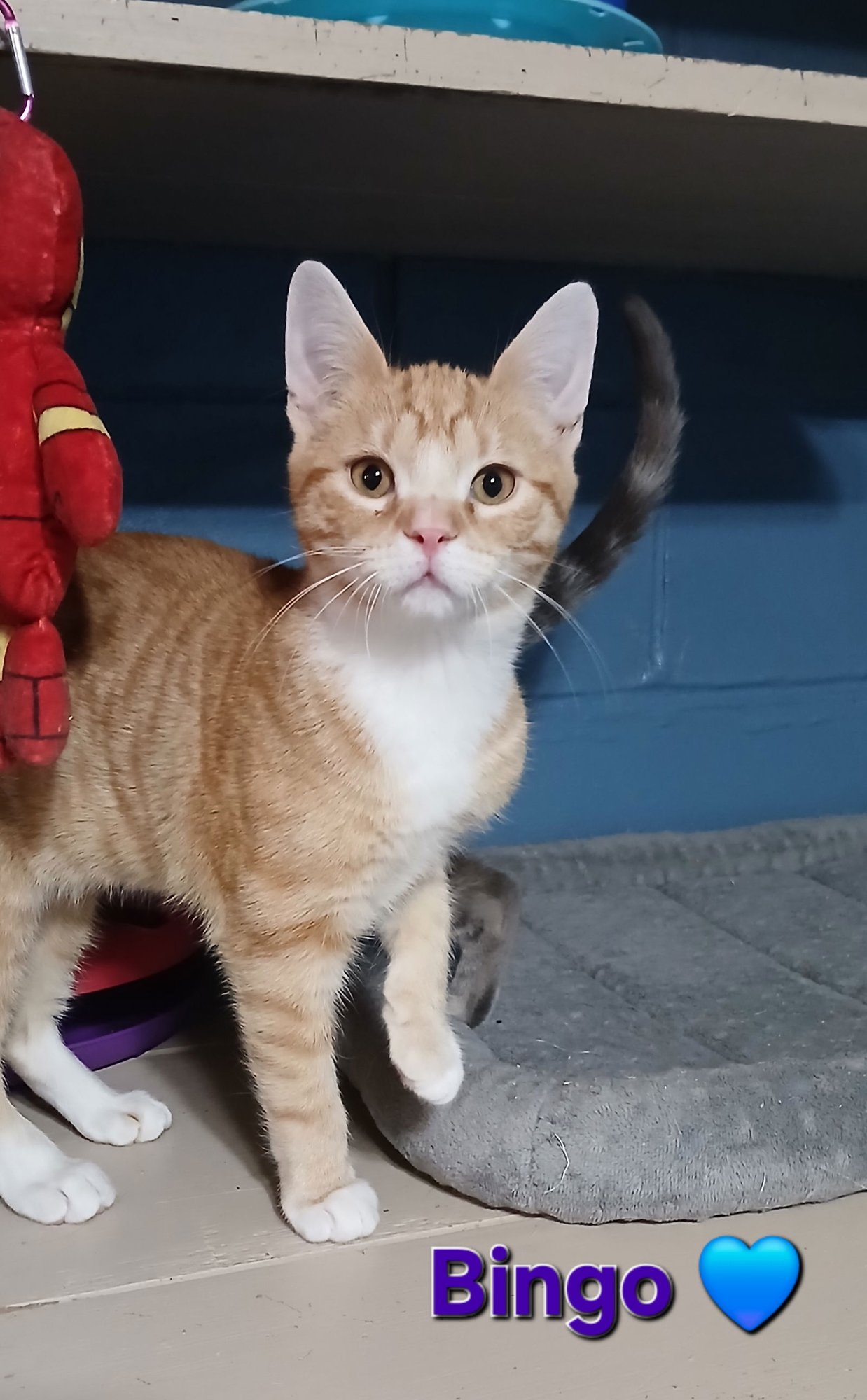 BINGO - Tabby / Domestic Short Hair available for adoption