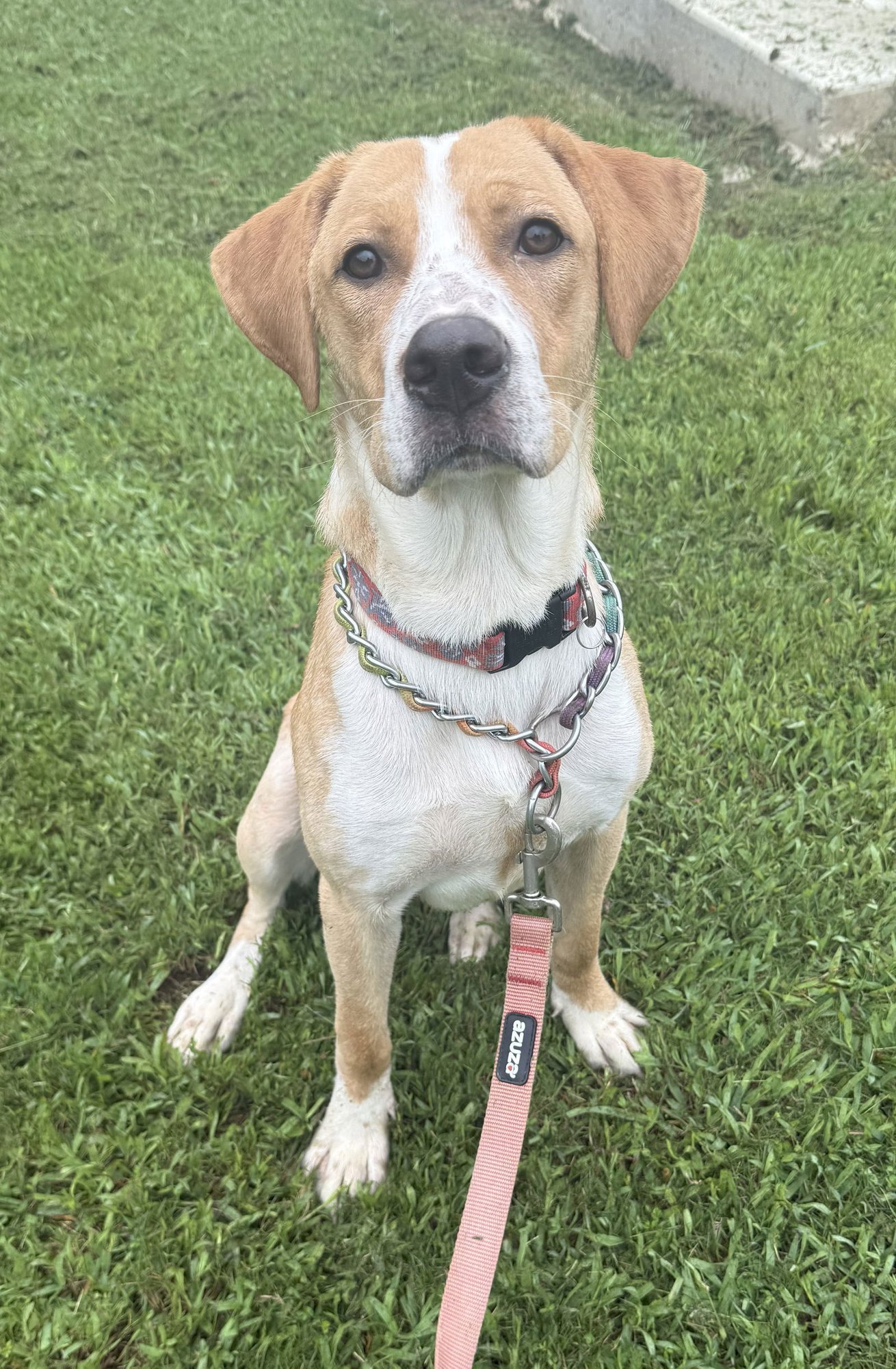 HOSS - Vizsla / Beagle available for adoption