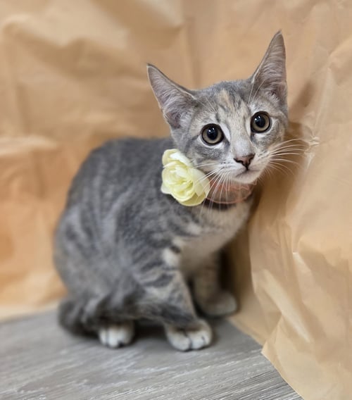 TIME - Domestic Short Hair / Tabby available for adoption