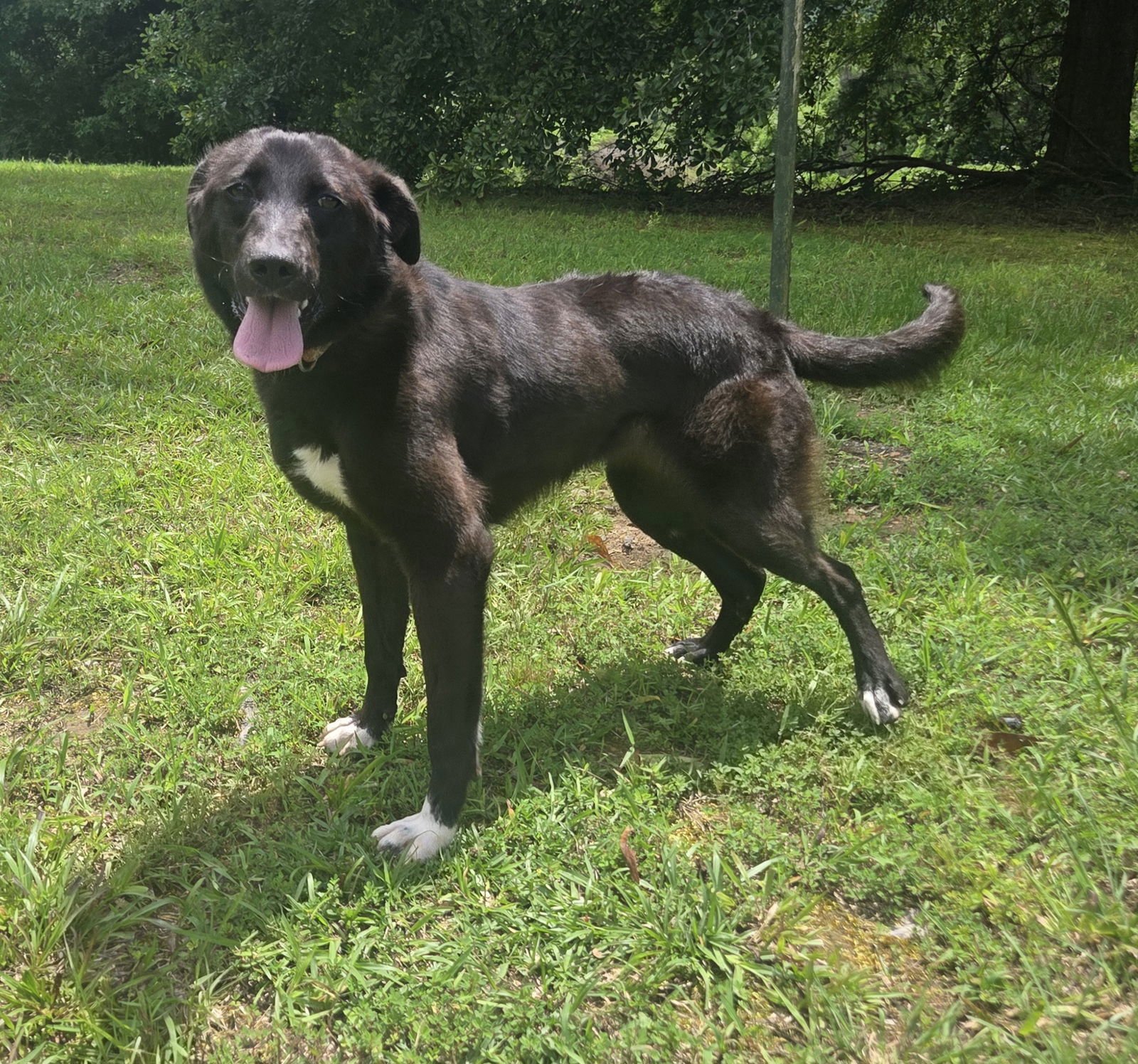 DAPHNE - Border Collie / Labrador Retriever available for adoption