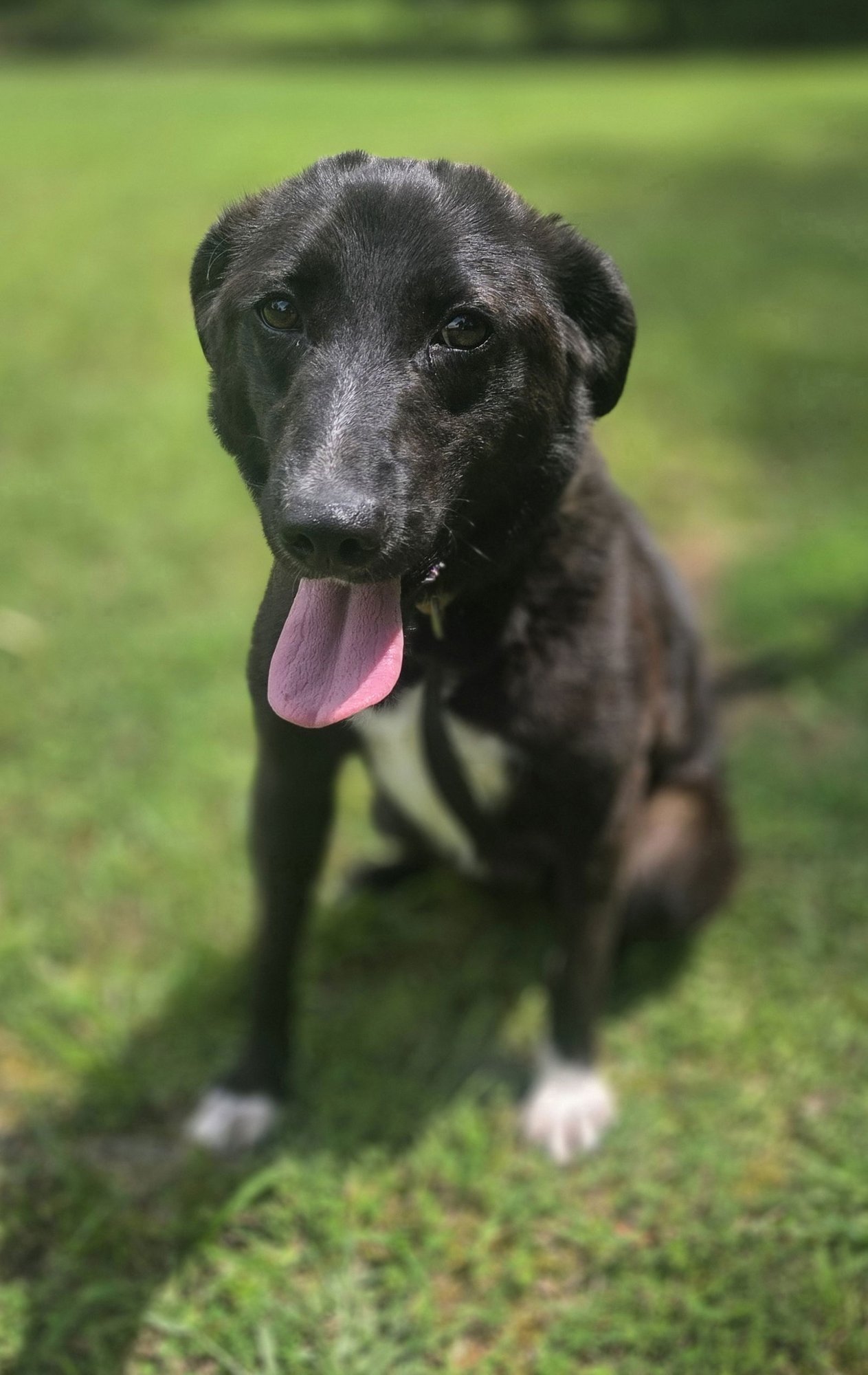 DAPHNE - Border Collie / Labrador Retriever available for adoption