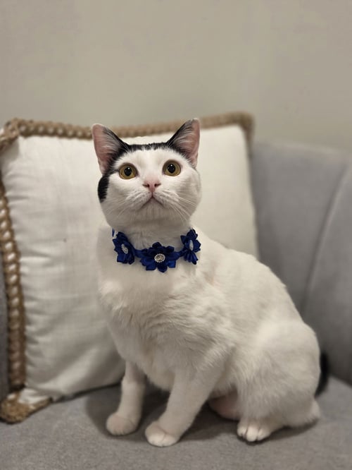 BARBARA - Domestic Short Hair available for adoption
