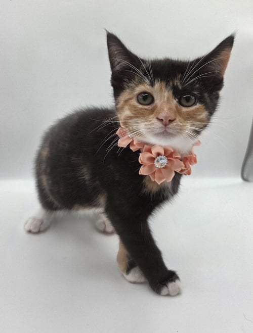 APRIL MAY - Domestic Short Hair / Calico available for adoption