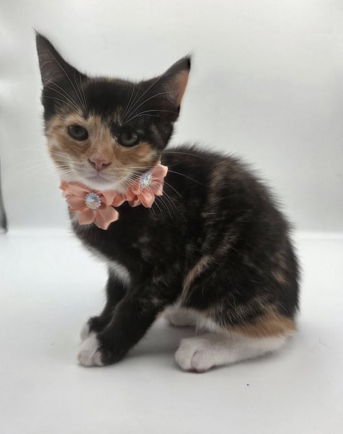 APRIL MAY - Domestic Short Hair / Calico available for adoption