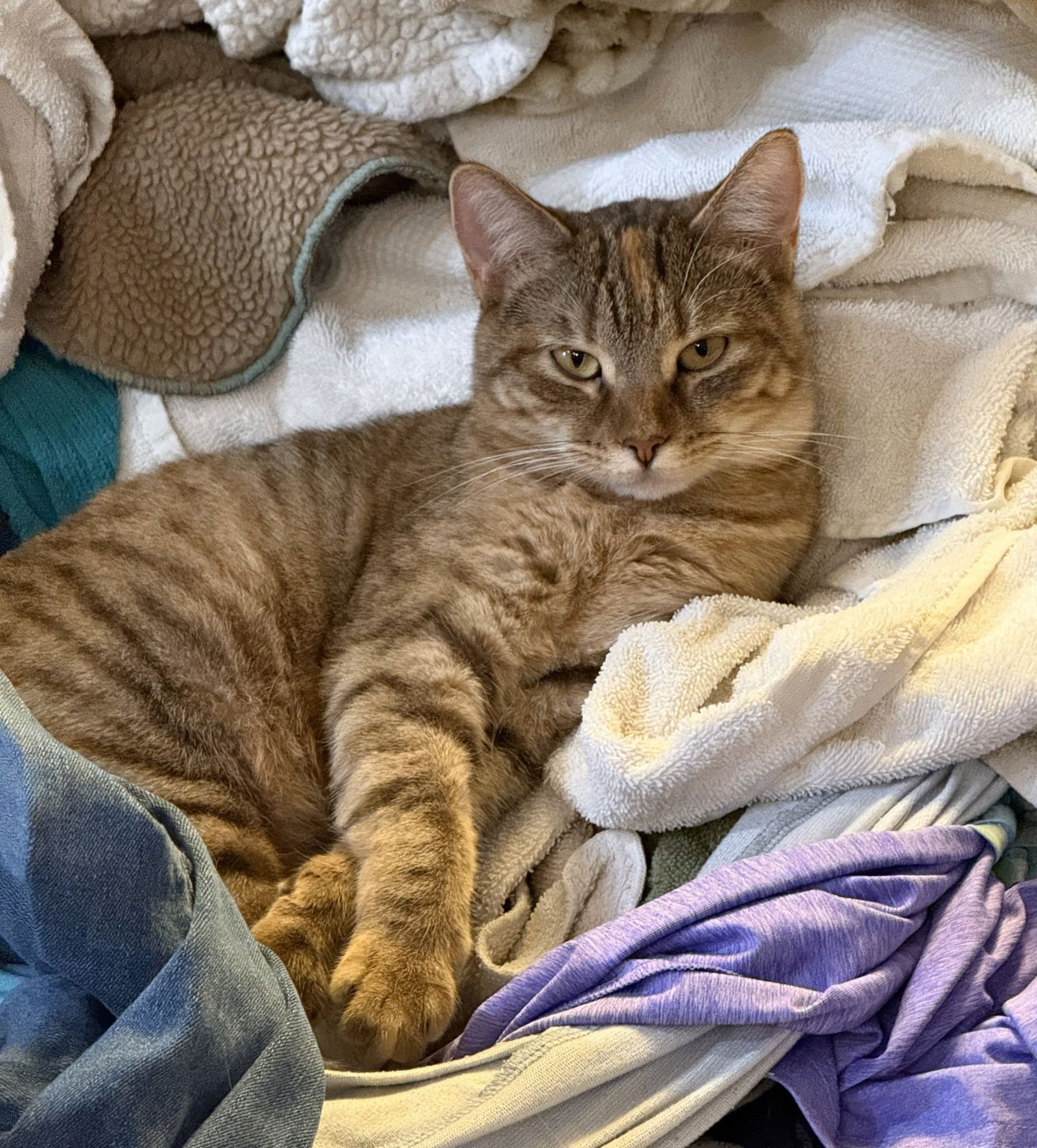 SCARLETT - Domestic Short Hair / Tabby available for adoption