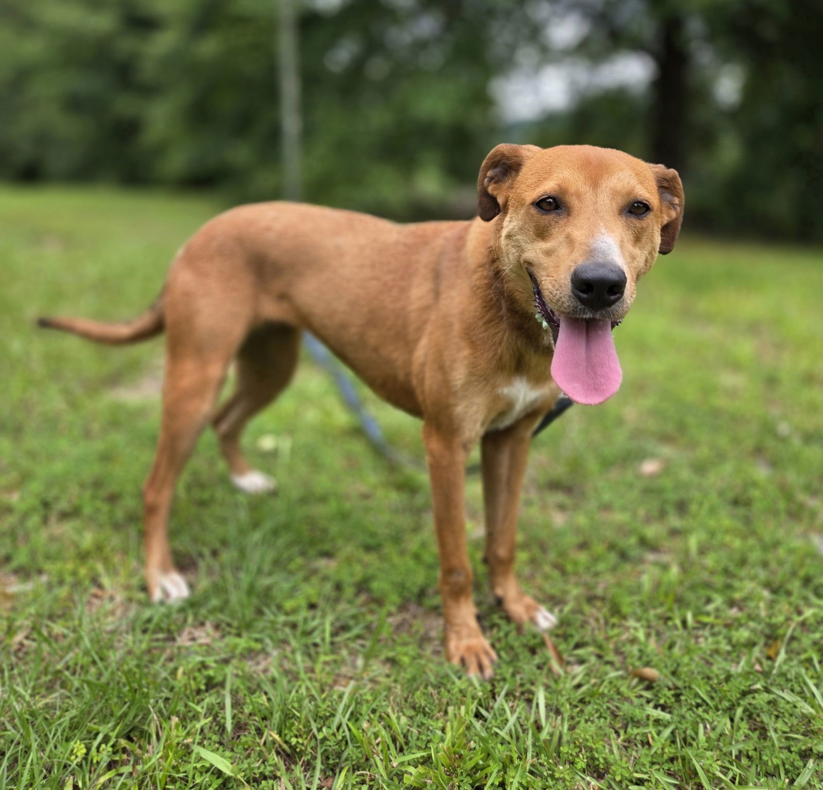 MADISON - Labrador Retriever / Hound available for adoption
