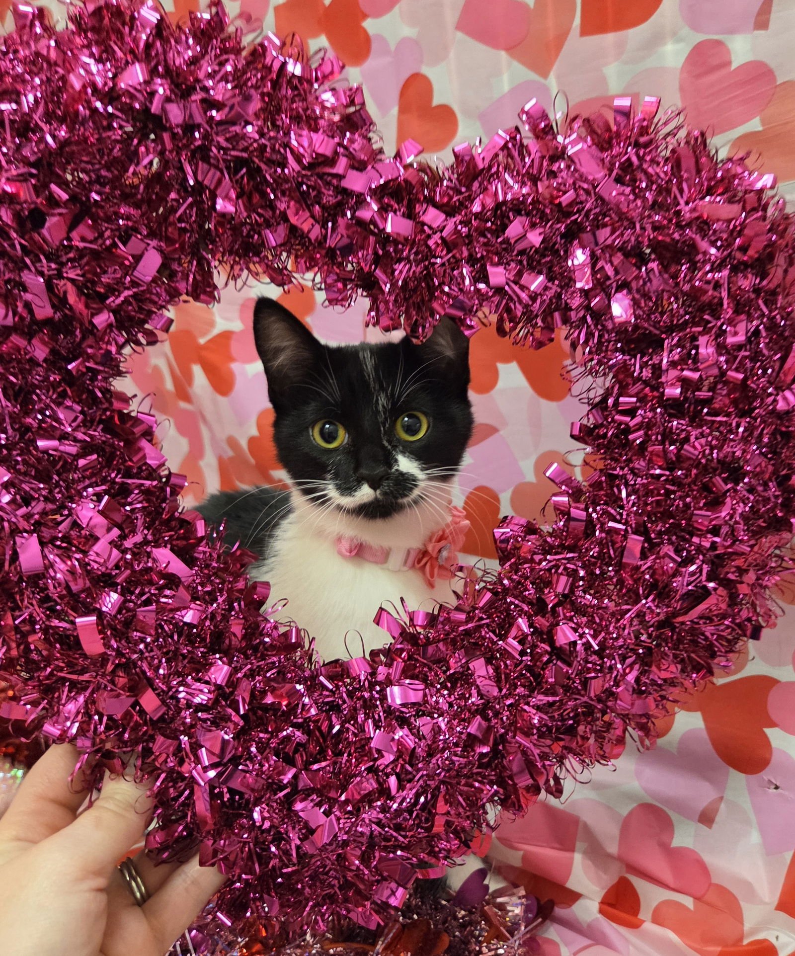 MARGRET - Domestic Short Hair / Tuxedo available for adoption