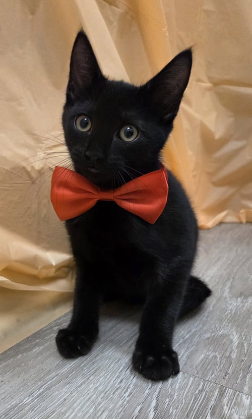 FREDRICK - Domestic Short Hair / Bombay available for adoption