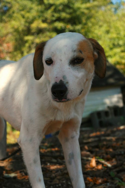 DJ - Greyhound / Labrador Retriever available for adoption