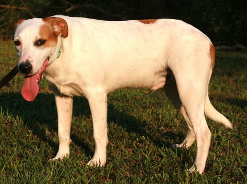 DJ - Greyhound / Labrador Retriever available for adoption