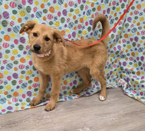 ERIN - Golden Retriever / Collie available for adoption