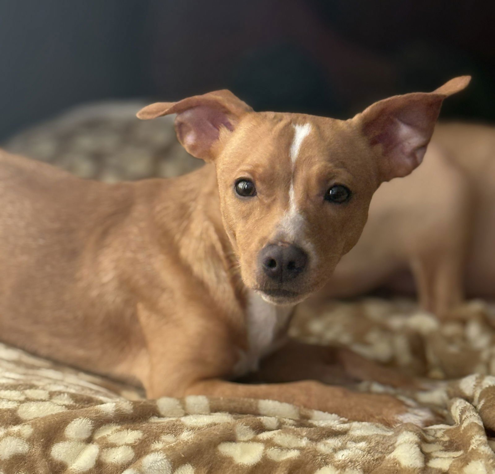 FRIDAY - Chihuahua / Jack Russell Terrier available for adoption