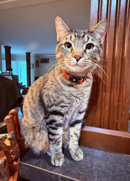 LEO - Domestic Short Hair / Tabby available for adoption