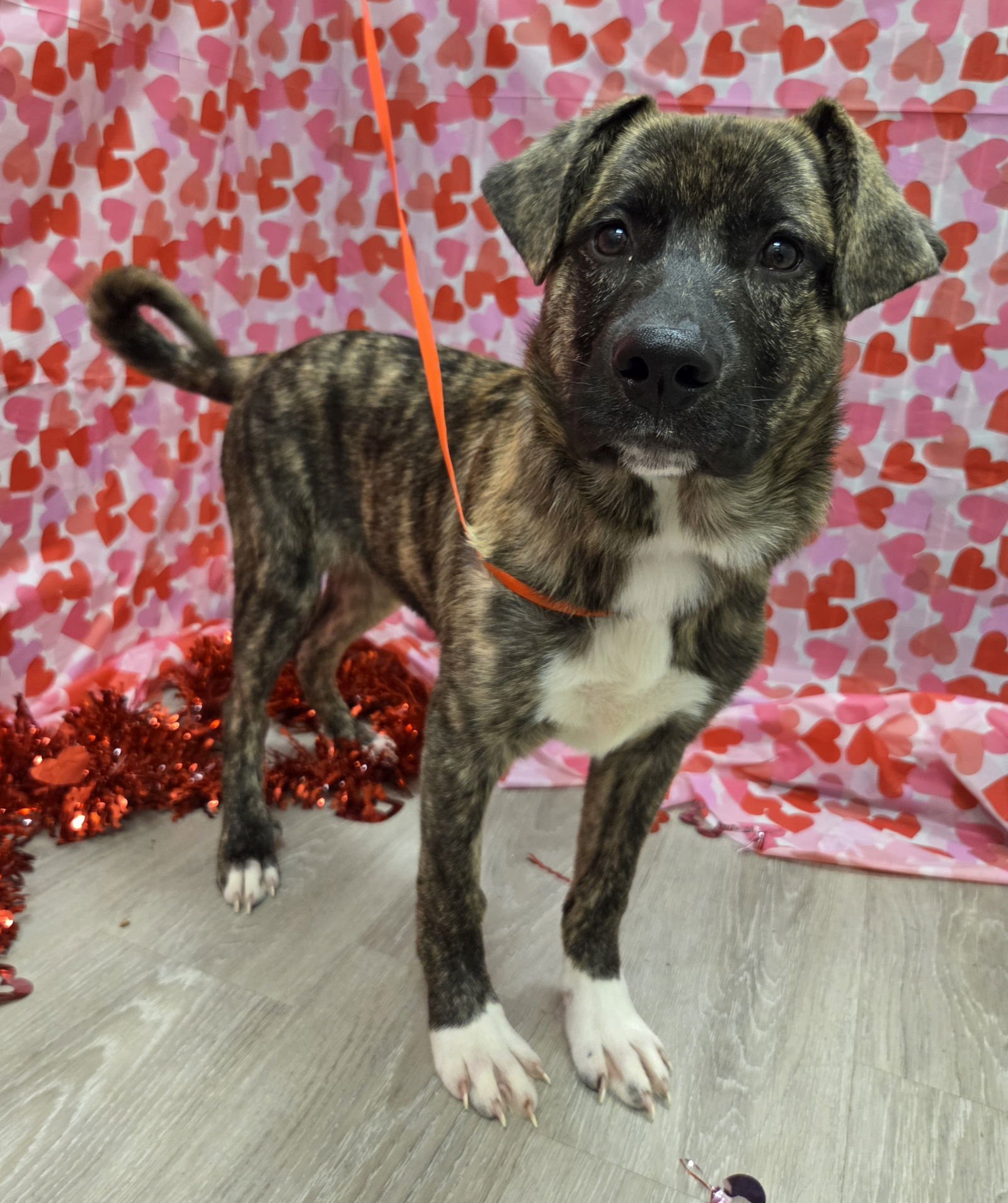 JOELLA - Dutch Shepherd / Plott Hound available for adoption