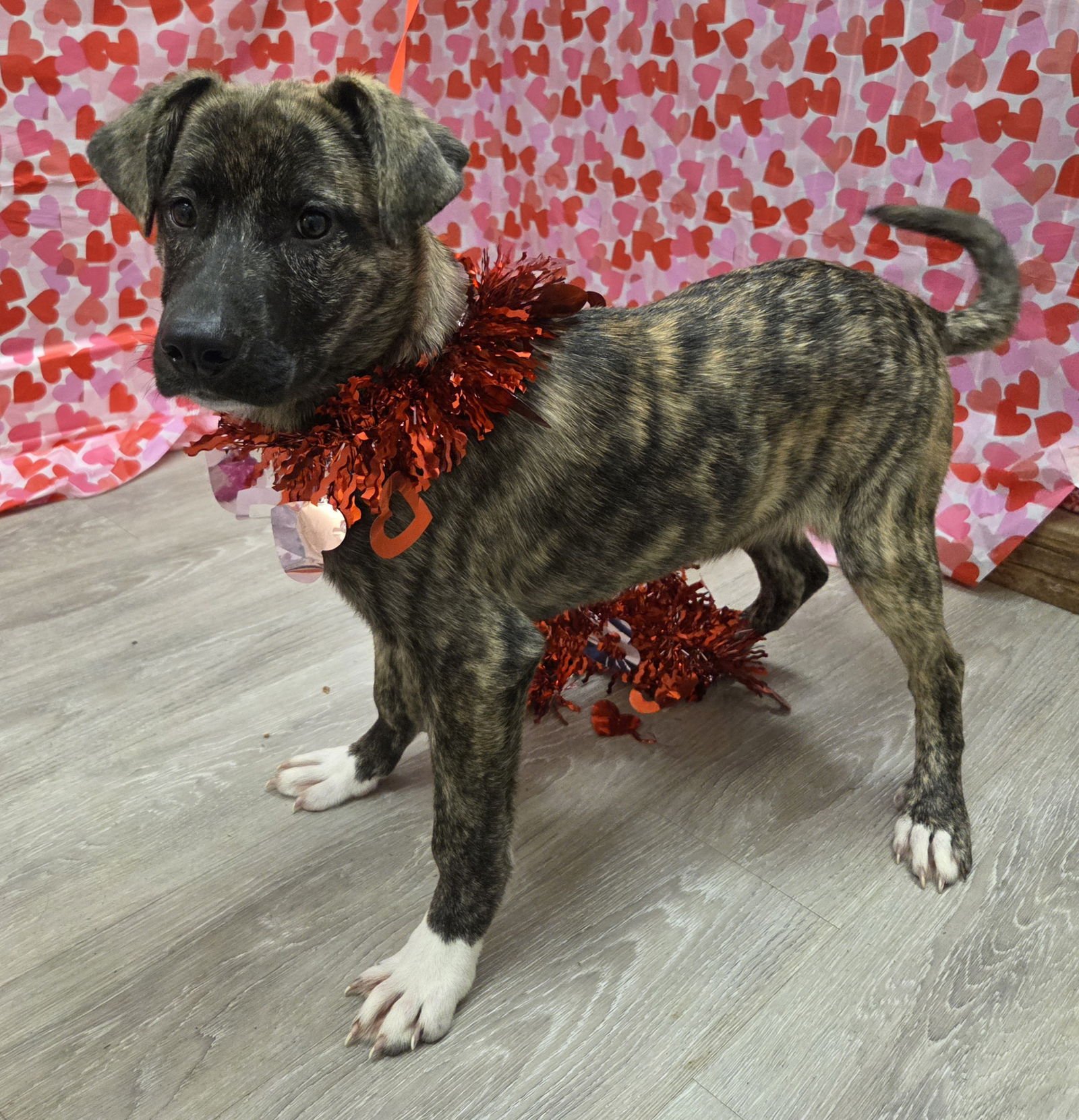 JOELLA - Dutch Shepherd / Plott Hound available for adoption