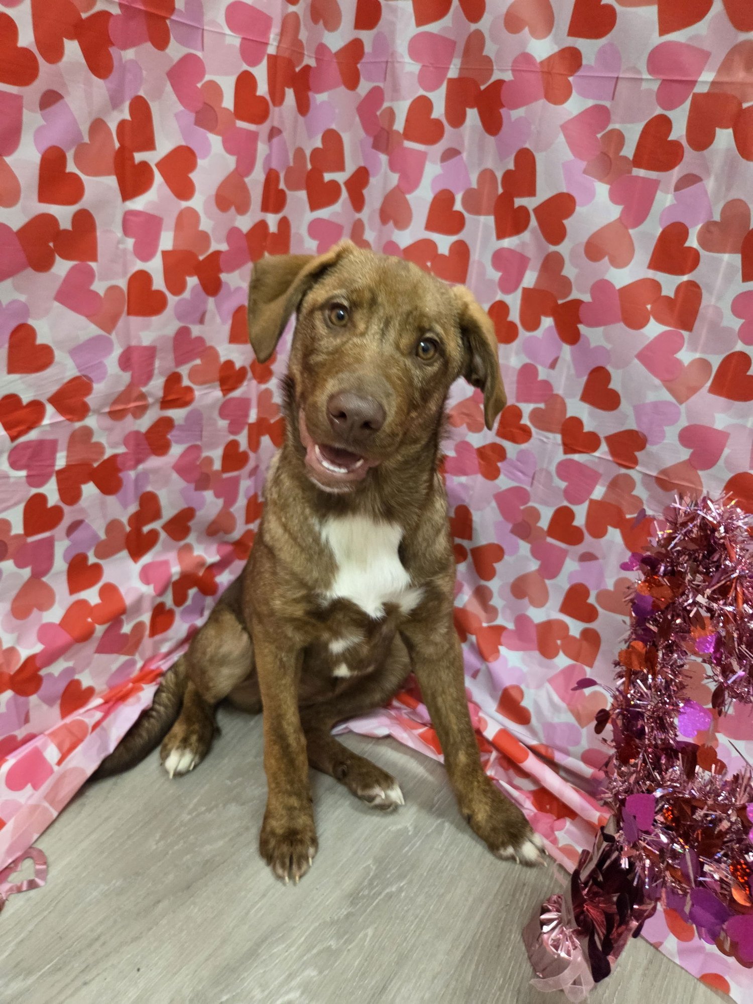 ELLIE - Chesapeake Bay Retriever / German Shepherd Dog available for adoption
