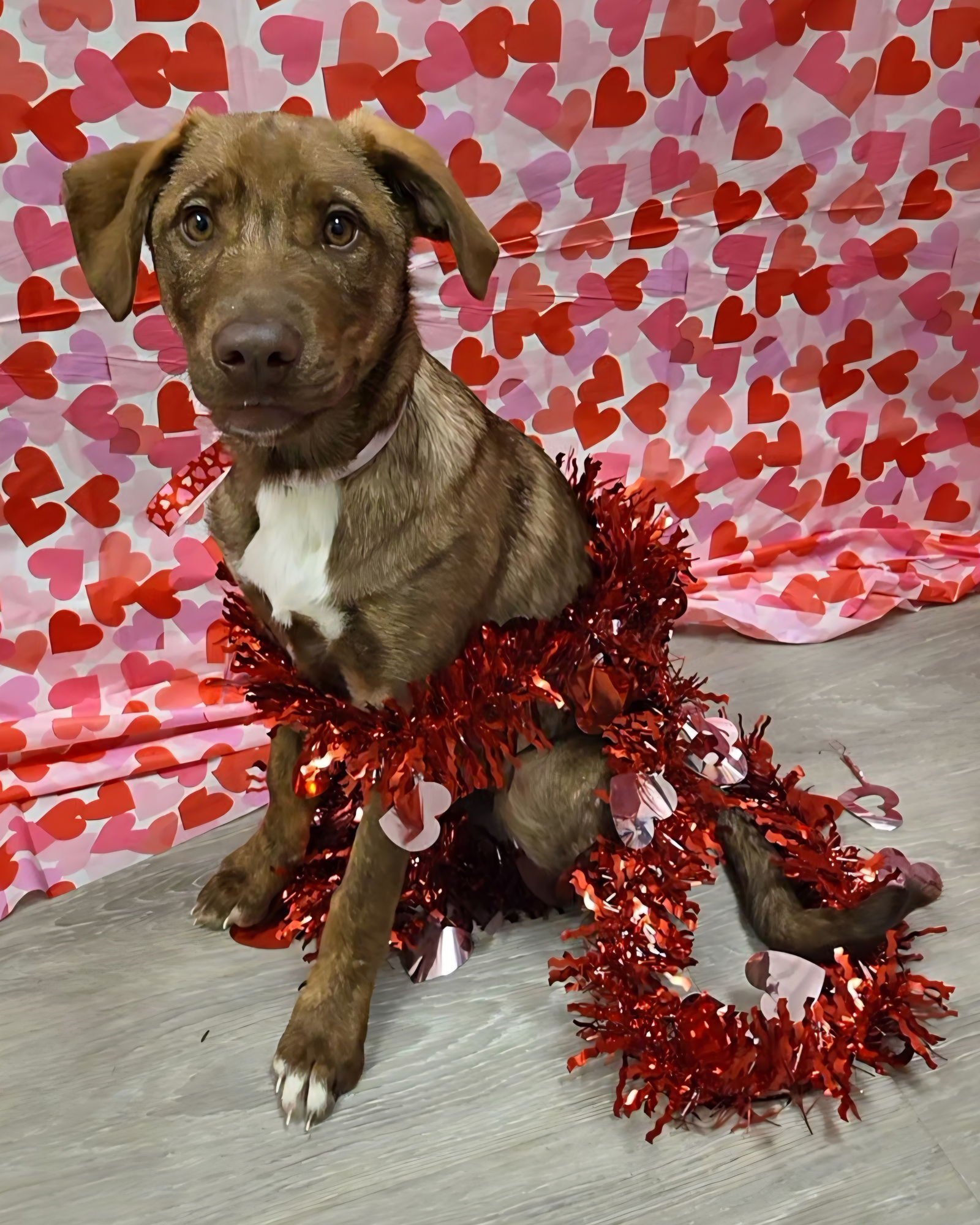 ELLIE - Chesapeake Bay Retriever / German Shepherd Dog available for adoption