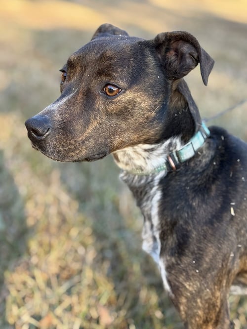 MARY ELLEN - Mountain Cur / Australian Cattle Dog/Blue Heeler available for adoption