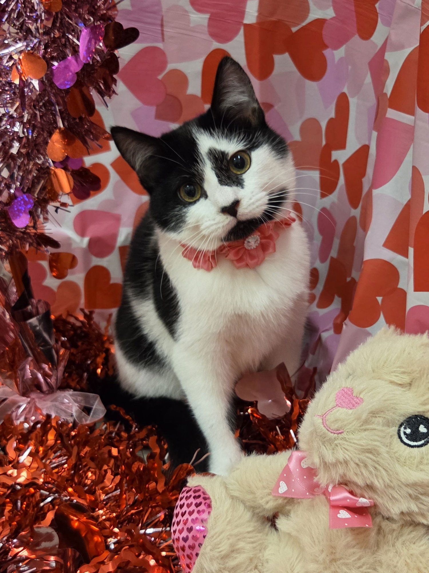 MARY - Domestic Short Hair / Tuxedo available for adoption