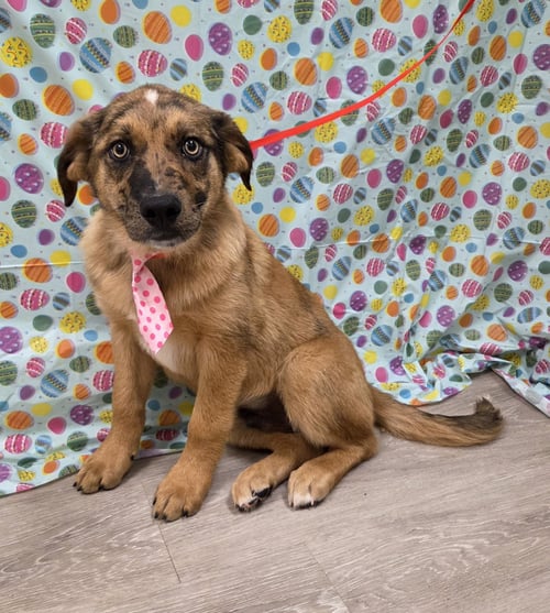 PADDY - Australian Shepherd / Golden Retriever available for adoption