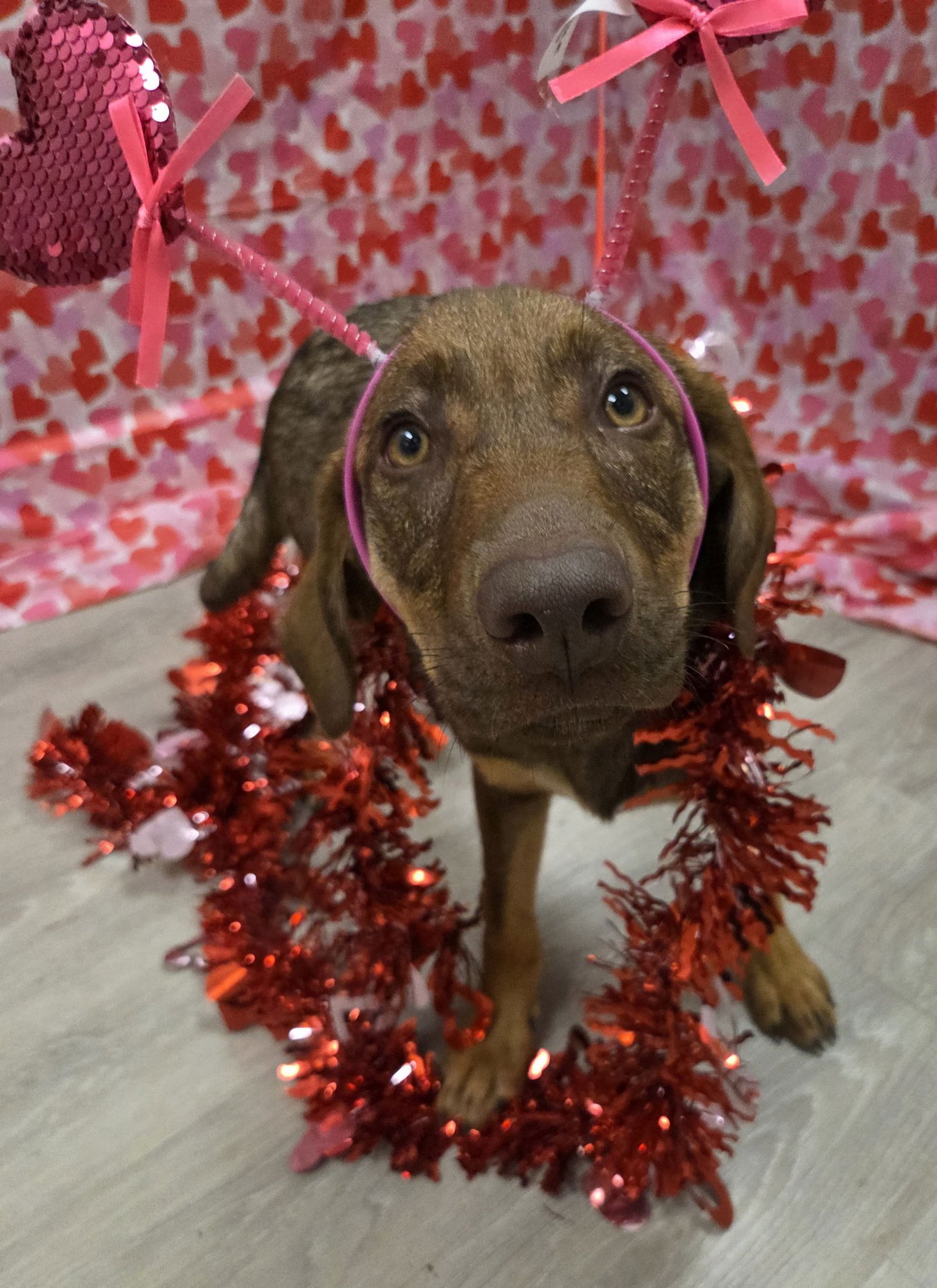 ELSIE - Labrador Retriever / Doberman Pinscher available for adoption
