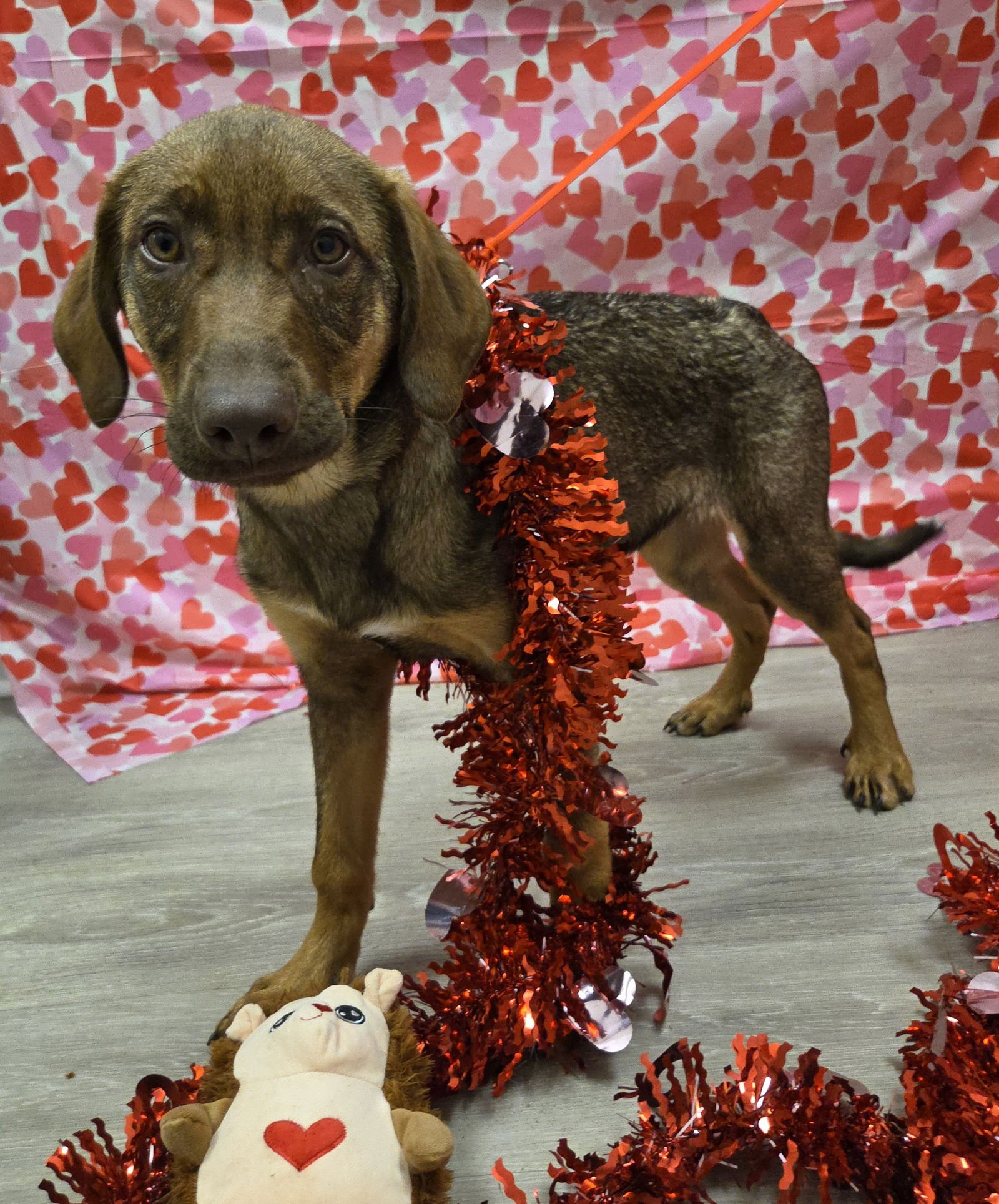 ELSIE - Labrador Retriever / Doberman Pinscher available for adoption