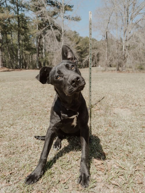 GUMMIE BEAR - German Shepherd Dog / Labrador Retriever available for adoption