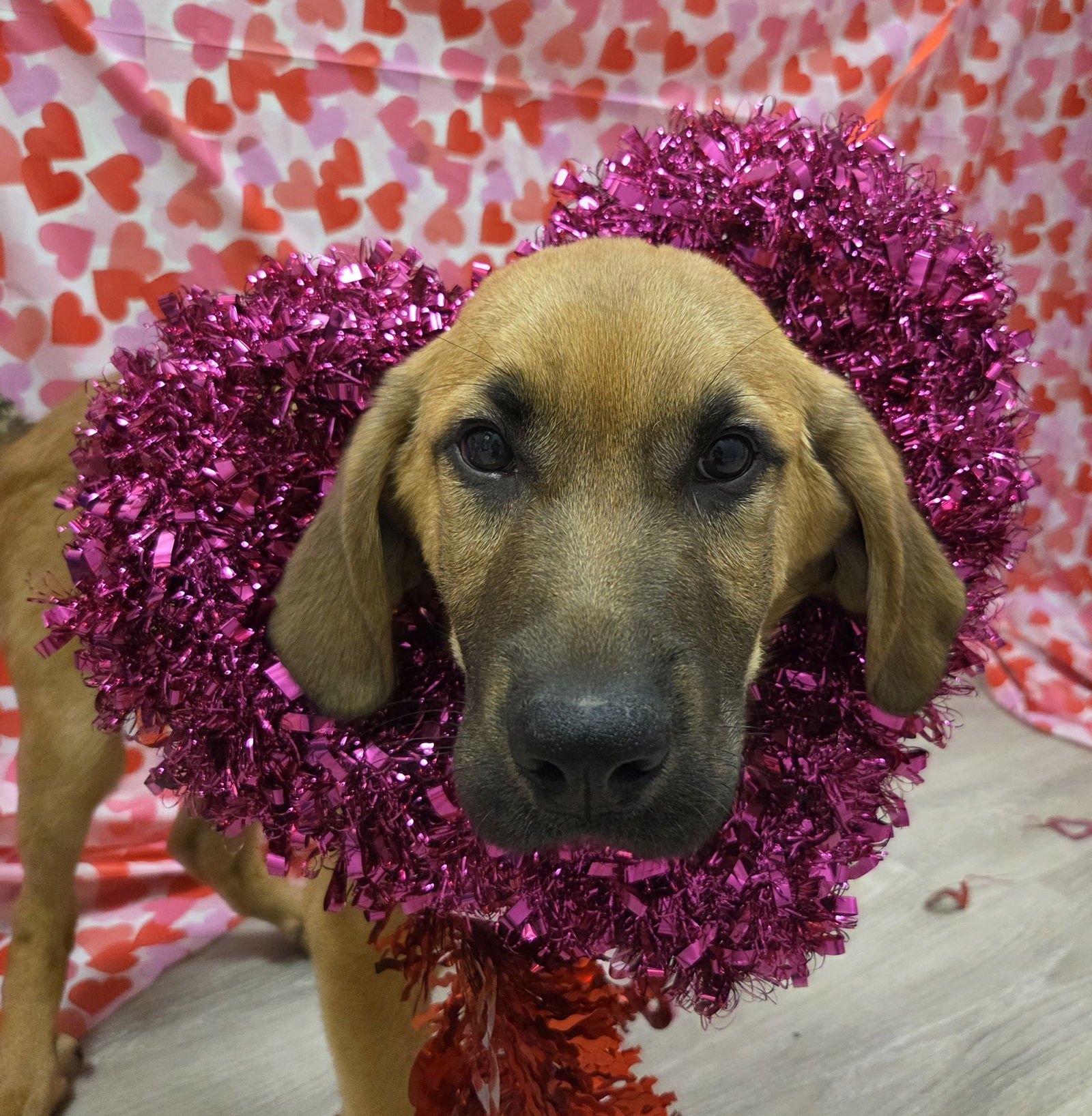 HASUS - Redbone Coonhound / Anatolian Shepherd available for adoption