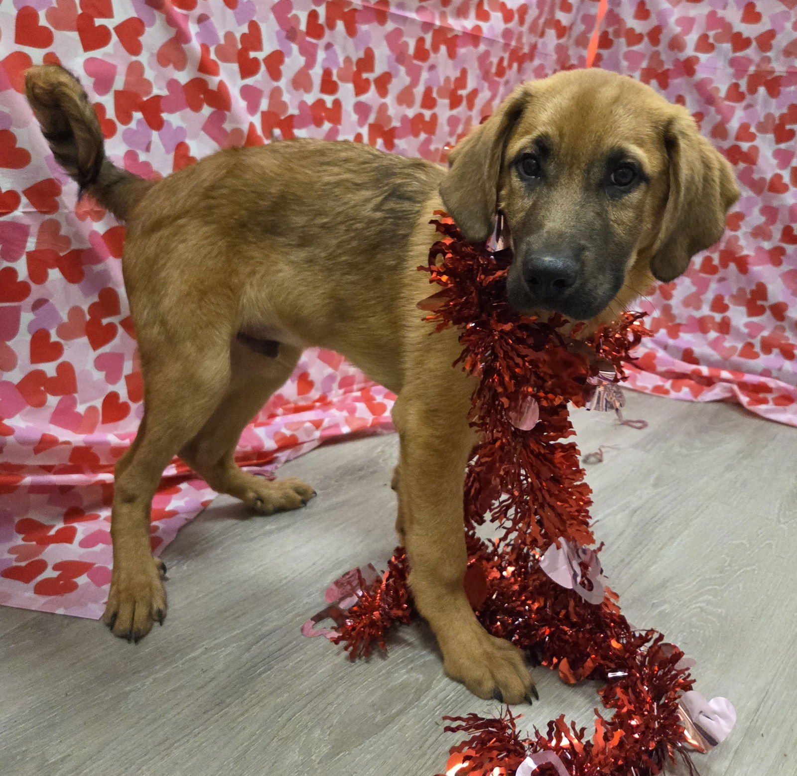 HASUS - Redbone Coonhound / Anatolian Shepherd available for adoption
