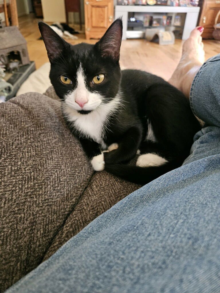 BANY - Domestic Short Hair available for adoption