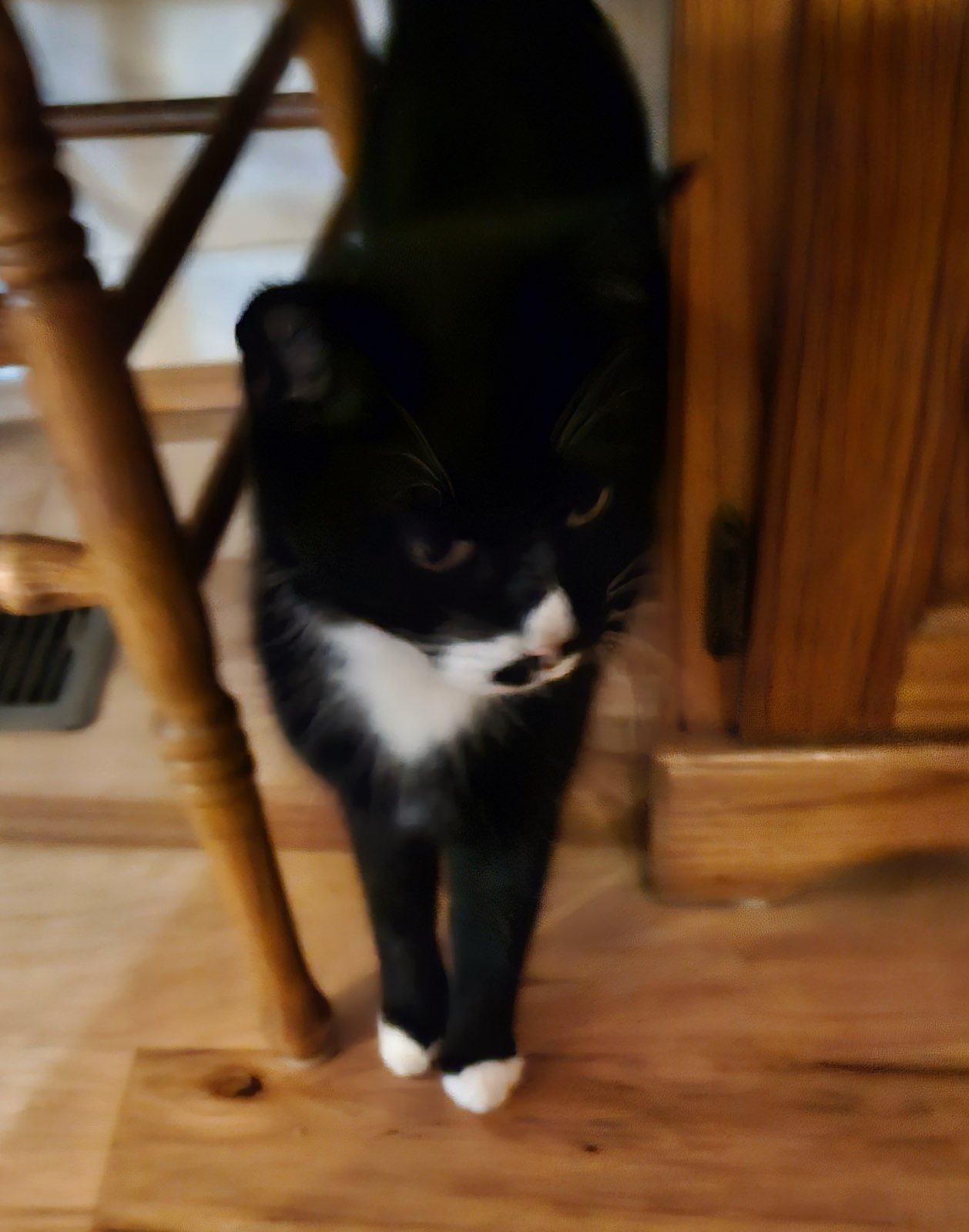 BANY - Domestic Short Hair available for adoption