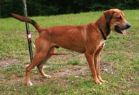 Oscar - Photo 2
