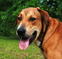 Oscar - Photo 3