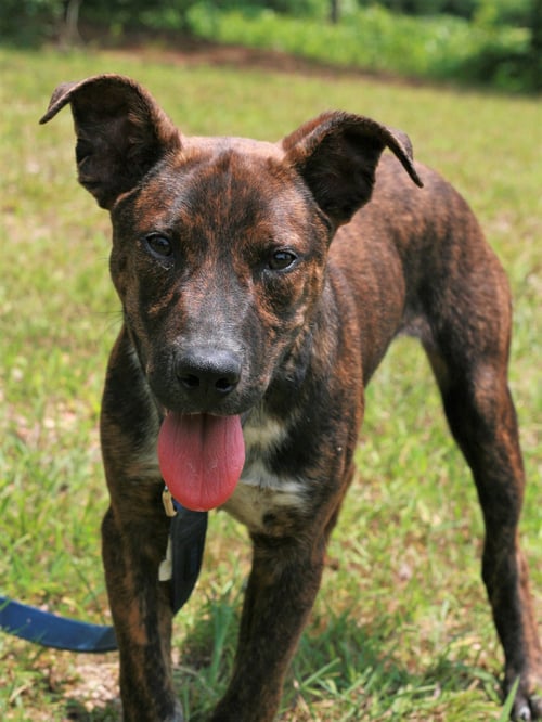 JOHN BOY - Mountain Cur / Australian Cattle Dog/Blue Heeler available for adoption