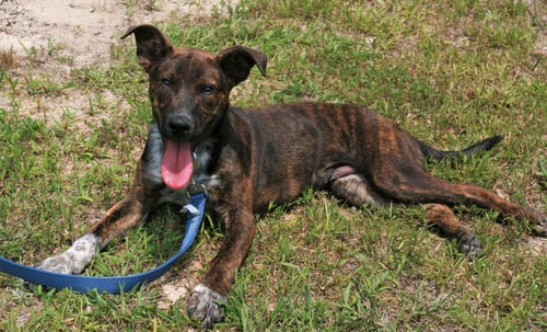 JOHN BOY - Mountain Cur / Australian Cattle Dog/Blue Heeler available for adoption